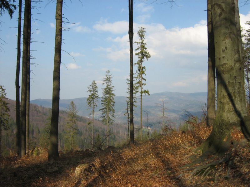 Górski krajobraz widziany spomiędzy drzew
